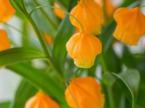Sandersonia