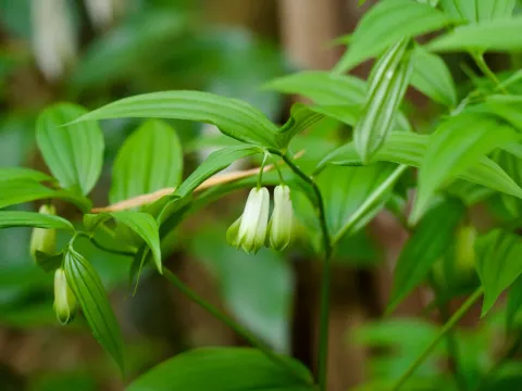 Disporum