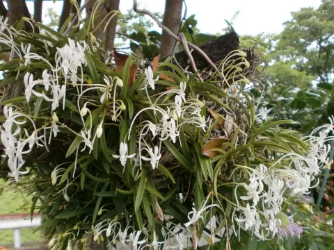 Neofinetia
