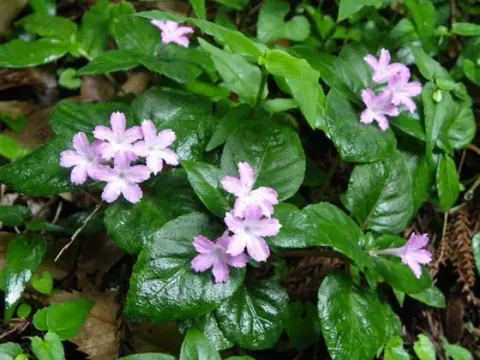 Pseudopyxis