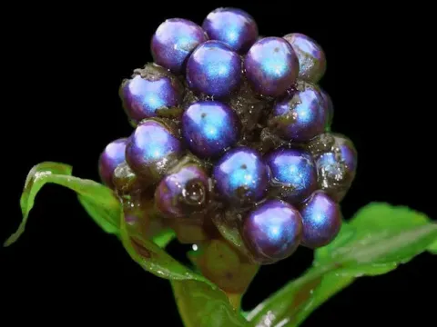 Pollia