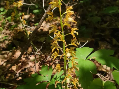 Oreorchis