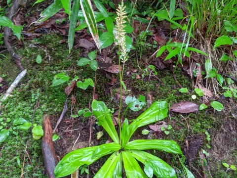 Metanarthecium