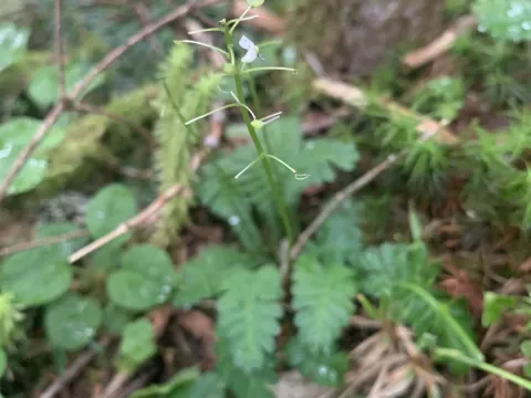 Pteridophyllum
