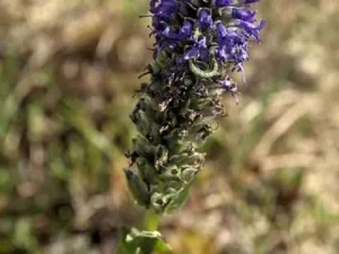 Lagotis
