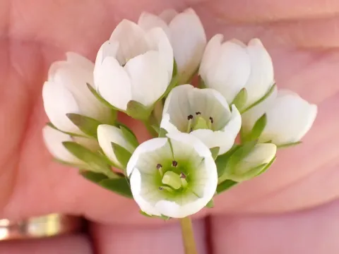 Gentianella