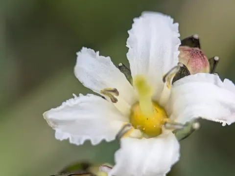 Фаурия