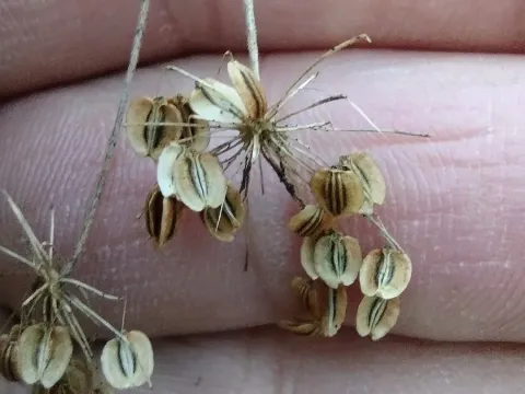 Coelopleurum