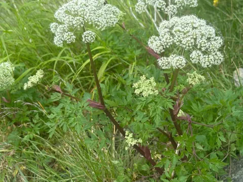 Angelica multisecta