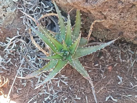 Dyckia