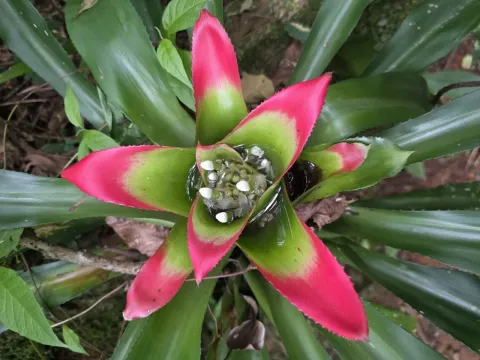 Nidularium
