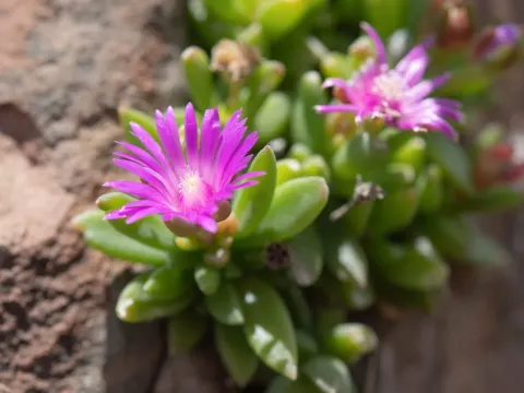 Delosperma