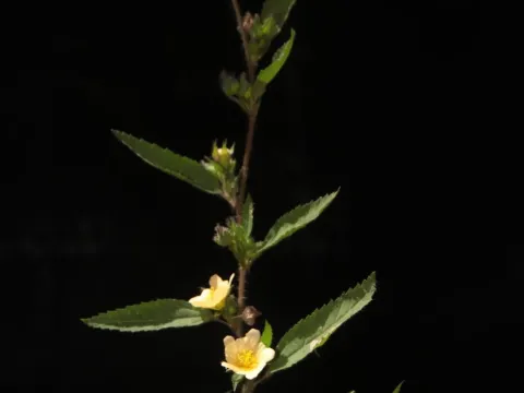 Sida hirsutissima