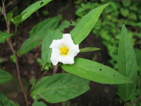 Sida cuspidata