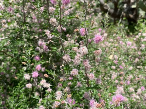 Mimosa monancistra