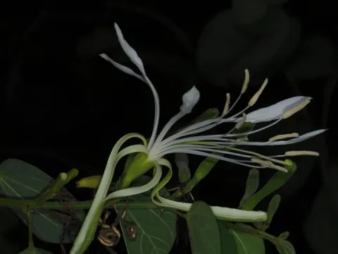 Bauhinia mollis