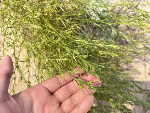American bugseed