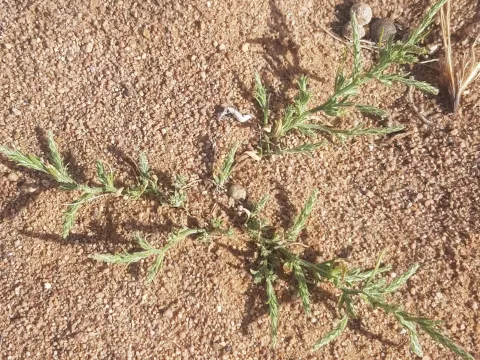 Oriental Bugseed