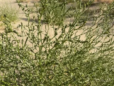 Corispermum villosum