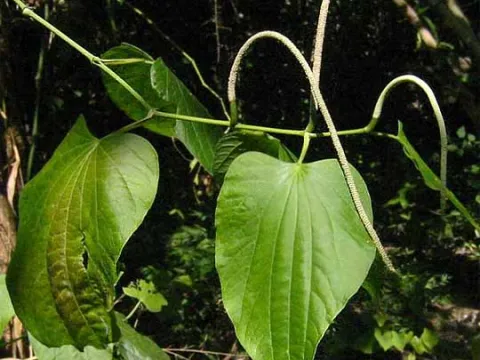 Piper marginatum