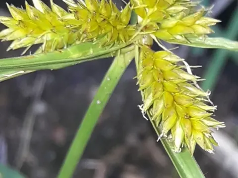 Сить скучена