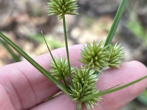 Globe flatsedge