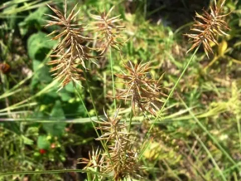 Cyperus floribundus