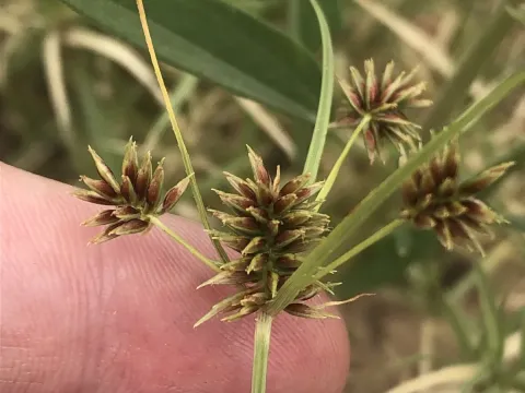 Cyperus retroflexus