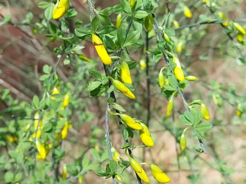 Striped broom