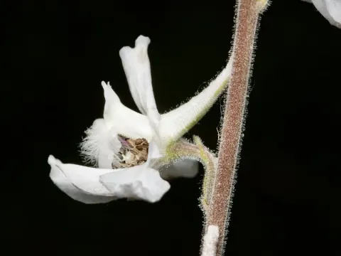 Carolina larkspur