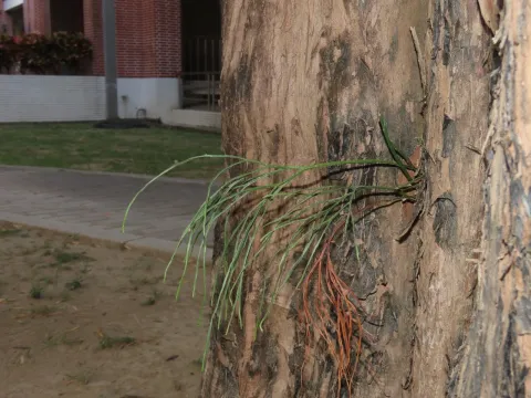 Psilotum