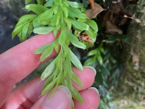 Tmesipteris