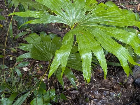 Dipteris
