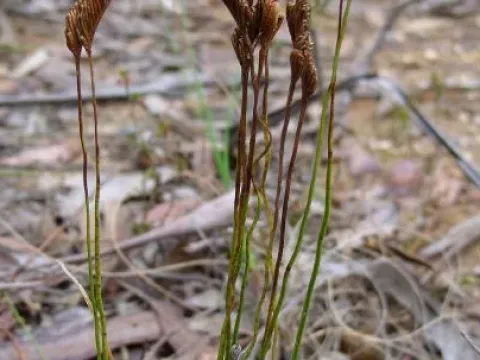 Schizaea
