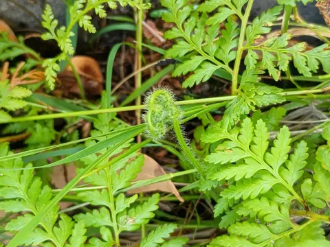 Calochlaena