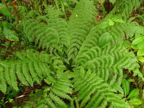 Leptopteris