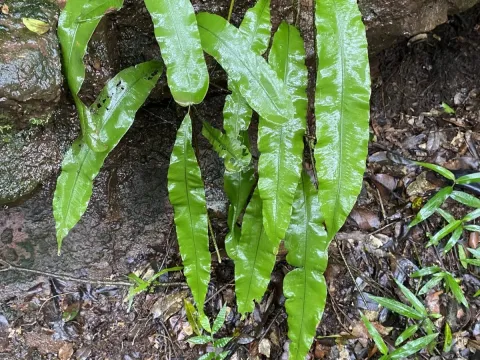Oleandra