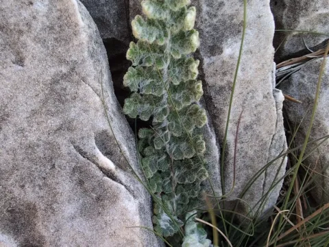 Cosentinia