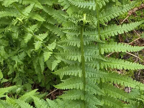 Mountain fern