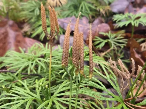 Diphasiastrum