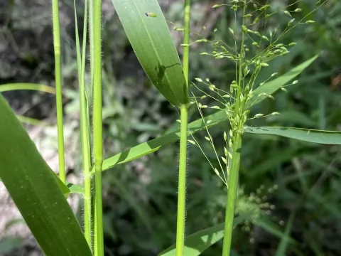 Panicum scabriusculum
