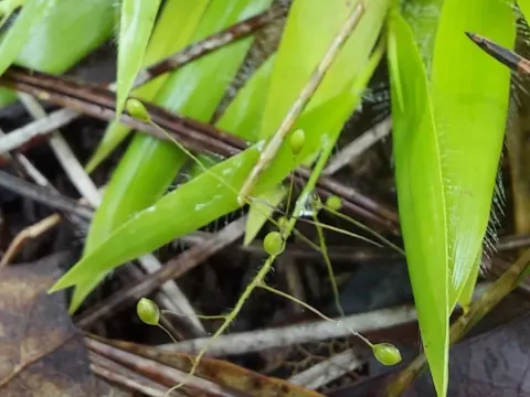 Bristly panicgrass