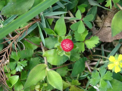 Potentilla hebiichigo