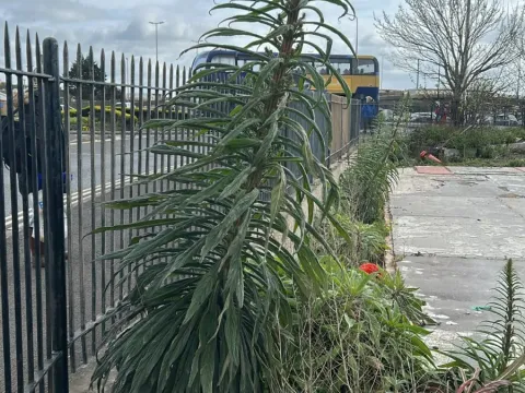 Echium pininana