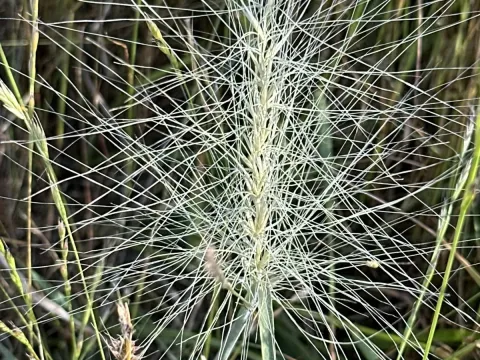 Big-bristle wheatgrass