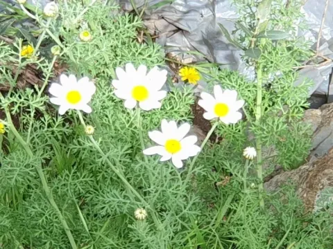 Anthemis punctata