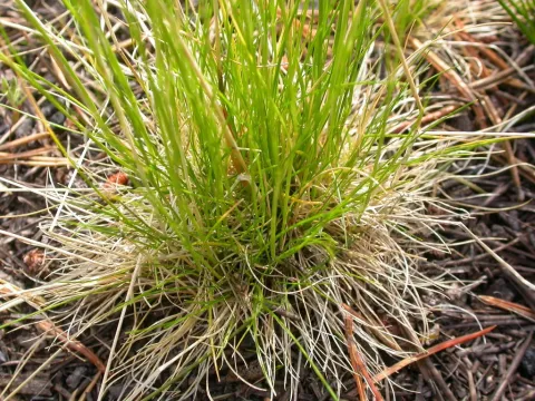 Tufted hairgrass