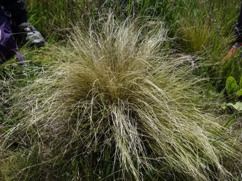 Frosty curls sedge