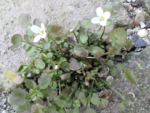 Cardamine corymbosa