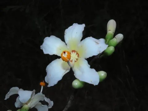 Ceiba insignis